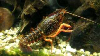 preview picture of video 'Beautiful red swamp crawfish  / Roter Amerikanische Sumpfkrebs @ Aquazoo [20/48]'