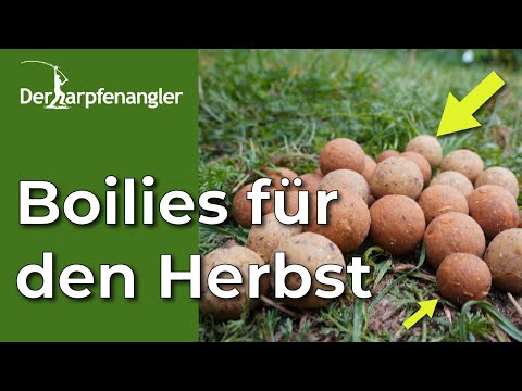 Welcher Boilie ist im Herbst der Richtige? Anleitung für die richtige Köderwahl!