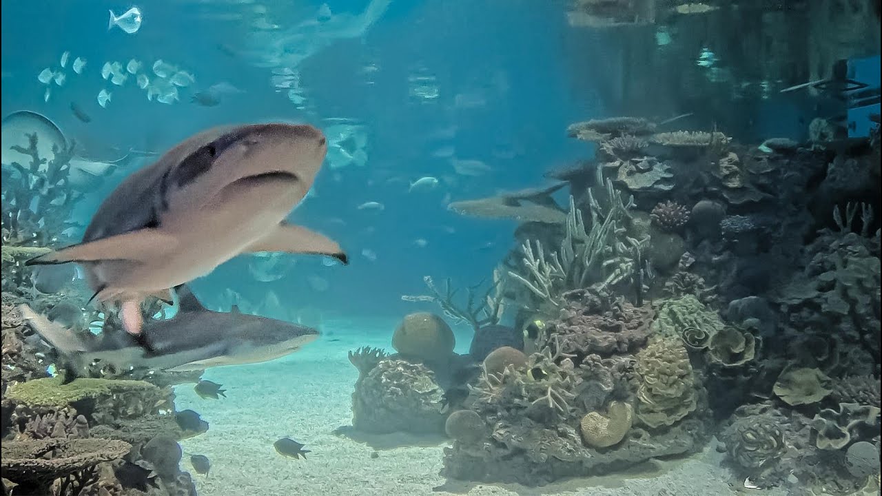 Live webcam view of Cam del arrecife del Acuario Nacional