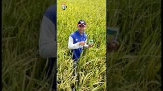 Download lagu Nativo 75 WG Fungicide Prevents Neck Breakage and Crackling in Rice - Bayer #shorts mp3 Download lagu Nativo 75 WG Fungicide Prevents Neck Breakage and Crackling in Rice - Bayer #shorts mp3