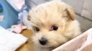 ハーフ犬の動画01