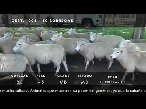 Lote 80 Borregas TEXEL 45kg -  en Ruta 26 km 25- cerro largo a 25 km de Melo hacia el Sur