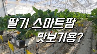 딸기 스마트팜은 처음이지? 딸기 시설하우스가 스마트팜을 만나면...