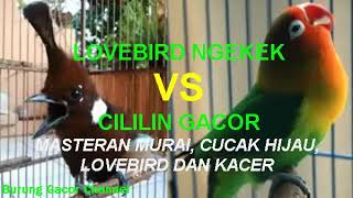 Download lagu LOVEBIRD VS CILILIN GACOR mp3