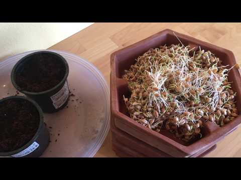 Futterpflanze: Weizengras für Heuschrecken