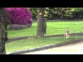 Young Coyote Running Through City of Burnaby