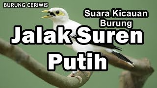 Download lagu Suara Kicauan Burung Jalak Suren Putih Cocok Buat Masteran Suara Keras mp3 Download lagu Suara Kicauan Burung Jalak Suren Putih Cocok Buat Masteran Suara Keras mp3