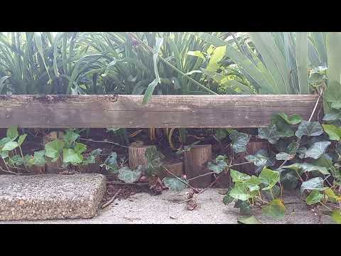 With Warm Weather Comes Digger Bees in Bernardsville, NJ