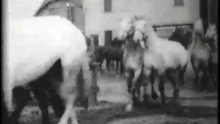 Buffalo Stockyards