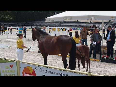 Stutfohlen Falouette von Fahrenheit