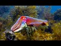 Cuttlefish Mimics Being Female To Mate Blue Planet II BBC Earth