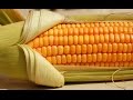 Выращивание кукурузы для попкорна 