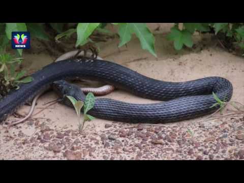 OMG...! Indigo Snake Swallows Whole Snake | Prey Comes Out Of The Snake Alive | Exclusive Visuals
