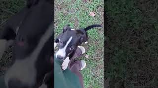 Video preview image #1 Mountain Cur-Plott Hound Mix Puppy For Sale in Rutherfordton, NC, USA