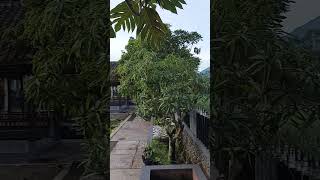 Download lagu Dengan bersholawat berlimpah rezekinya #bersyukur #sholawat #gunungguntur #sawah mp3