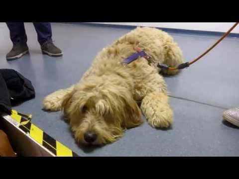 ASD VIRTUS FELETTO 19 - A.S.D. BASKET OMA TRIESTE 81