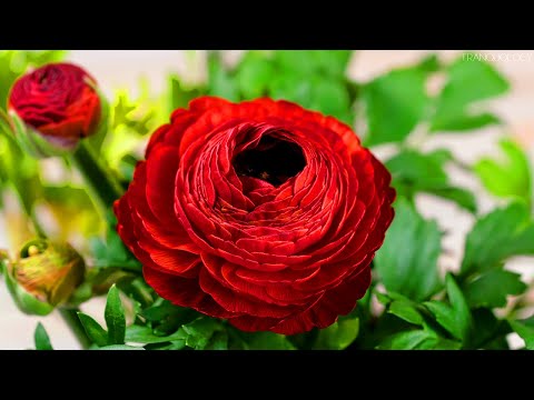 Flowers Blooming Time Lapse with Music - 4K Video with Relaxing Piano Music