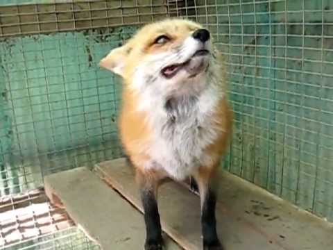 Chuckles the Red Fox