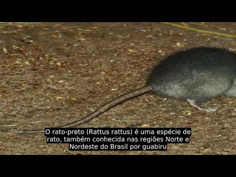 Rato-preto