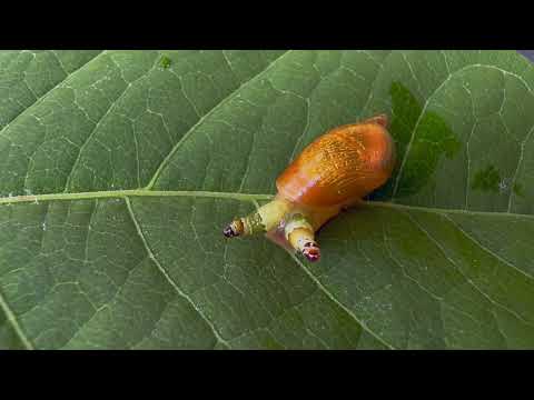An "Occupied" Amber Snail