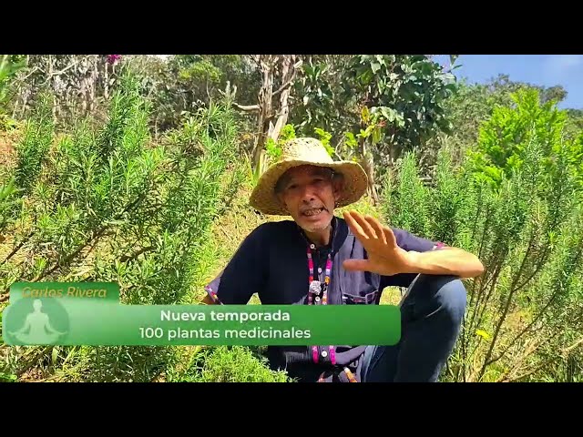 Vídeo relacionado con 100 g hojas de sidr/jujubier molidas - Polvo de jubier - Aroma y sabor intenso - 100% natural, puro y sin aditivos