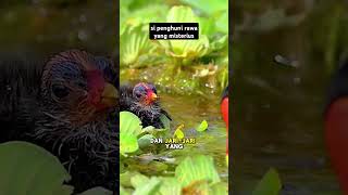 Download lagu Burung mandar si penghuni rawa #shorts mp3