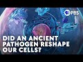 Did An Ancient Pathogen Reshape Our Cells