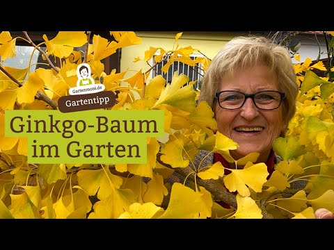 Ginkgo tree in the garden - explosion of color in autumn | Ginkgo portrait