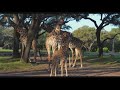 Giraffe Calf Makes Debut At Disney S Animal Kingdom