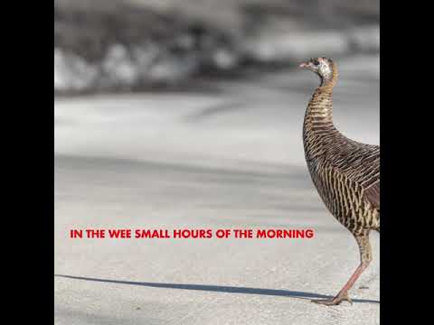 Woody Goss - In the Wee Small Hours of the Morning