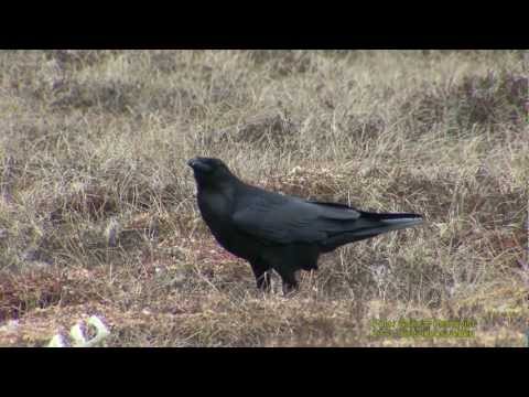 KORP  Common Raven  (Corvus corax) Klipp - 582