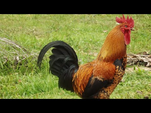 The Big Rooster Crowing .Rooster Crowing Sound