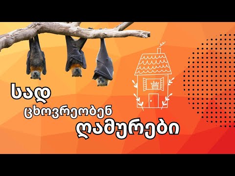 სად ცხოვრობენ ღამურები?