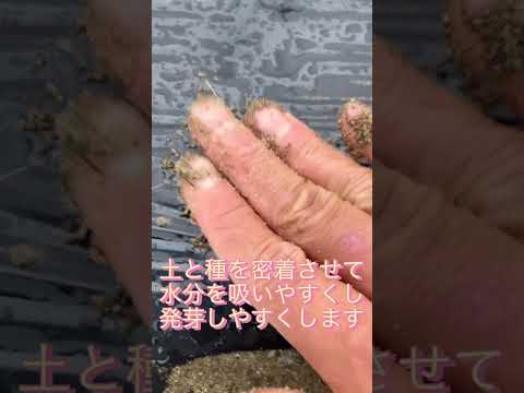  2023年春の月に合わせて大根の種まきはいつ？成功するにはどうすればよいでしょうか?完全なガイド  庭園