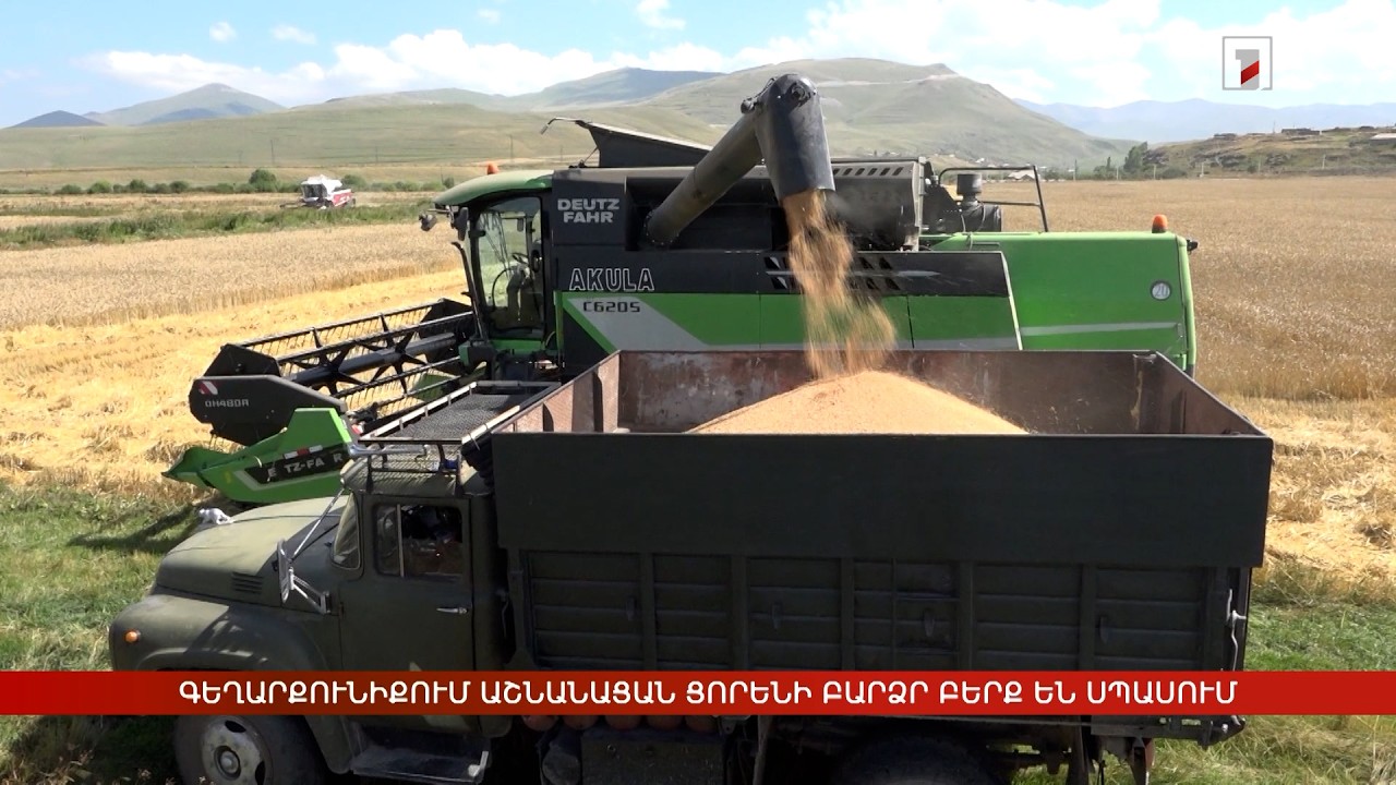 Գեղարքունիքում աշնանացան ցորենի բարձր բերք են սպասում