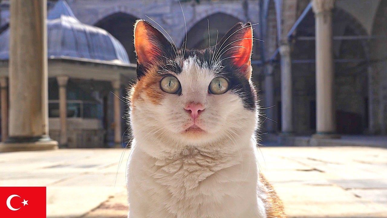 カメラが気になるモスク猫。イスタンブール猫動画【4K】