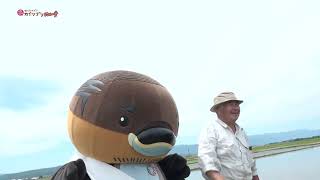 2026/7/14放送・知ったかぶりカイツブリにゅーす