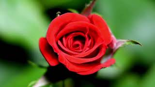 It's Springtime! Spring Story Read-Along for Kids - Autism and Low-Vision / CVI Friendly Vocabulary gameplay video by Mgraves, 8:21 duration