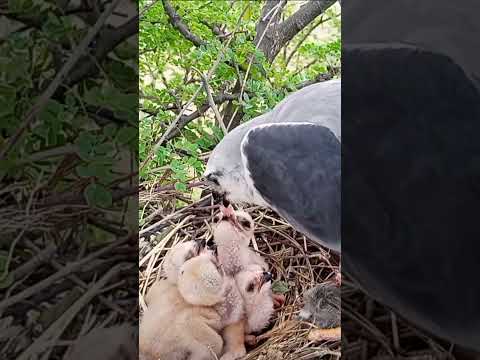 "Nature's Wonders: Black-winged Kite Mom Carefully Feeding Her Babies"#viral #trending #shortfeed