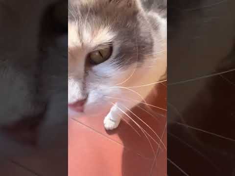 Miao🐈 #gatto #gatti #cat #catlover #funnycats #perte #fyp #shorts