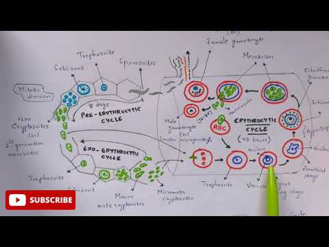 Inter 2nd year SYNAPTIC TRANSMISSION ZOOLOGY