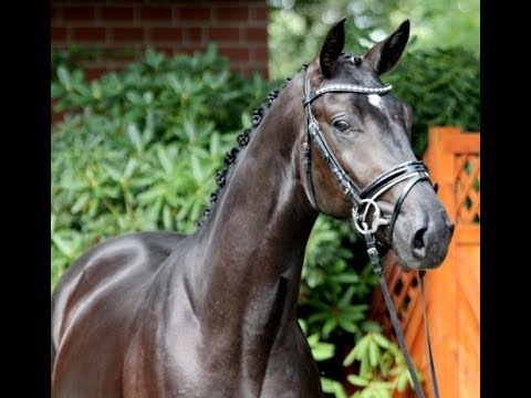 2017 interessting priced Hanoverian youngster by FINEST ! www.sporthorses-online.com