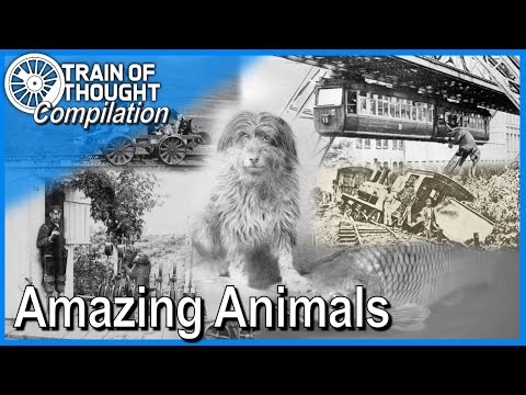 Train of Thought COMPILATION - Amazing Railway Animals
