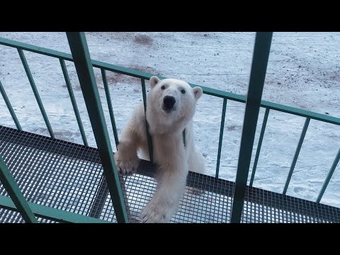 Wild Polar Bear Attacks Food Box - Svalbard - 27 April 2025