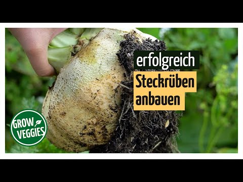 , title : 'Steckrüben erfolgreich anbauen | Gemüseanbau im Garten @gartengemuesekiosk'