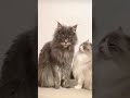 Cats Kissing Cat Love ️