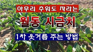 [텃밭농부 2,111]  추울수록 맛있는 월동시금치. 1차 웃거름 주는 방법. #시금치재배 #월동시금치