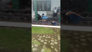 Download lagu Cewek kalap mp3 Download lagu Cewek kalap mp3