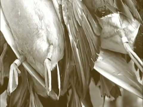 Bowhunting Ducks-Mallard Madness IV The Backwater Blues