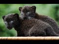 BLACK PANTHERS - Very RARE Video -  Love Nature || HD.